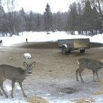 Webcam su una foresta in Estonia