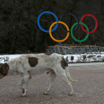 ACTION! Firma e diffondi per i randagi di Sochi