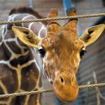 In Danimarca un’altra giraffa rischia di essere uccisa