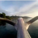 Il volo in soggettiva del pellicano Big Bird [Video]