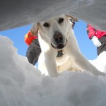 Gli angeli della montagna: i cani da valanga