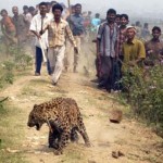 ACTION! Firma per i leopardi trucidati in India