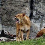 Abbattuti 4 leoni allo zoo-mattatoio di Copenaghen