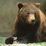 Istituzioni alleate per l’orso marsicano