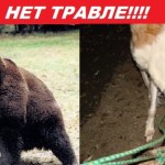 ACTION! No ai combattimenti tra orsi e cani in Russia