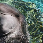 No ai cetacei-clown. Una firma contro i delfinari