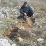 Due grifoni morti in Abruzzo. Lipu: “Colpa delle pale eoliche”