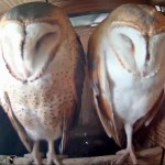 Webcam su barbagianni in Texas (BarnOwl Box)