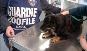 Il cagnolino alla visita veterinaria dopo il sequestro