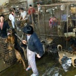 ACTION! Petizione all’Ue per la tutela degli animali in Cina