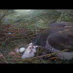 Webcam su un nido di astori in Inghilterra