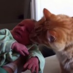 Quando il gatto incontra il neonato [Video]