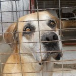 Avcpp: a Roma gli animali muoiono nell’indifferenza