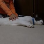 Come fare un massaggio shiatsu al gatto [Video]