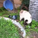 Strani giochi tra peli e piume [Video]