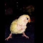 Benjamin, un pappagallino molto amato