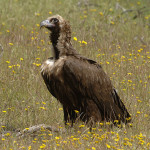 Dichiarato estinto in Italia, avvistato l’avvoltoio monaco