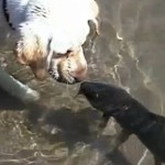 Il cane e il pesce, un’amicizia senza frontiere [Video]