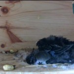 Webcam su un nido di rondoni in Polonia