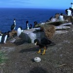 Webcam in un finto uovo? Il caracara diventa regista!