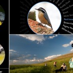 Birdwatching. Birdsnap, l’app per l’identificazione