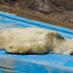 ACTION! Chiediamo il trasferimento dell’orso Arturo