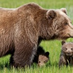 In Trentino un altro orso nel mirino di Fugatti. Scrivi!