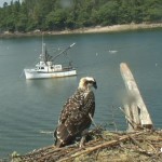 Webcam su un nido di falchi pescatori ad Hog Island (Usa)