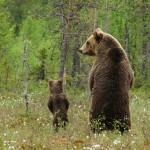 Incontri ravvicinati con orsi. I consigli dei forestali