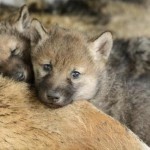 Sette cuccioli di lupo nati sulle Alpi Orientali