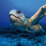 Riapre il Centro recupero delle tartarughe a Linosa