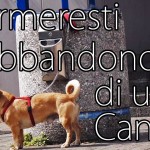 Fermeresti l’abbandono di un cane? [Video]