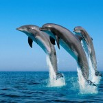 “Dolphin watching” per osservare i delfini rispettandoli