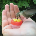 Mangiatoia “a mano” per colibrì [Video]