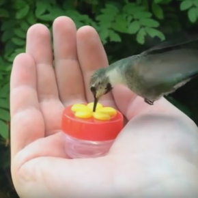 14-oz Goffrato Vetro Colibri Audubon Mangiatoia per Uccelli Colibrì 