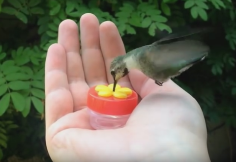 Colibri Handhold Filtri per uccelli Caricatori di colibri Caricatore a mano 