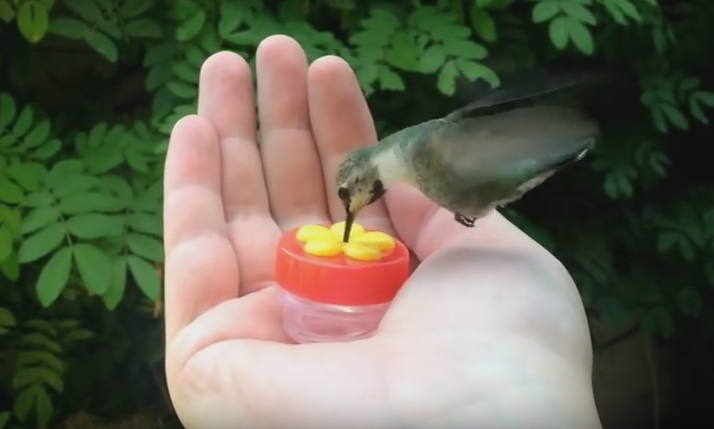 Colibri Tipo da appendere Mangiatoia per uccelli Mangiatoia colibrì Casa degli uccelli 