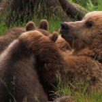 Daniza morta durante la cattura. Cuccioli a rischio