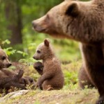 Cuccioli di Daniza, comunicato della Provincia di Trento