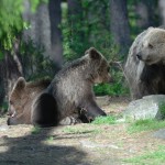 Per i cuccioli di Daniza, la Lav in Procura. Allarme degli esperti