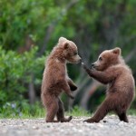 Al Corpo forestale la tutela dei cuccioli di Daniza