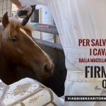 ACTION! Firma e diffondi per i cavalli destinati al macello 