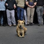 E’ morto Loukanikos, riot dog greco