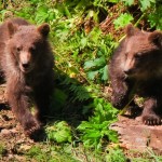  Cuccioli di Daniza, 3^ nota stampa della Provincia di Trento