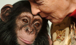 Jane Goodall with chimpanzee