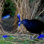 Webcam su un nido di uccello giardiniere