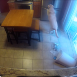 Labrador spiata da una webcam in cucina [Video]