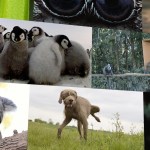 Animali. I 10 video top secondo ‘Nature’