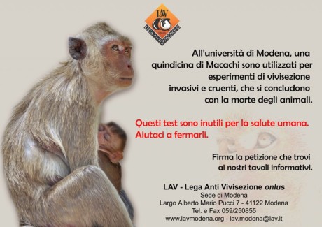 macachi modena