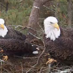 Webcam su una coppia di aquile calve in Georgia (Usa)